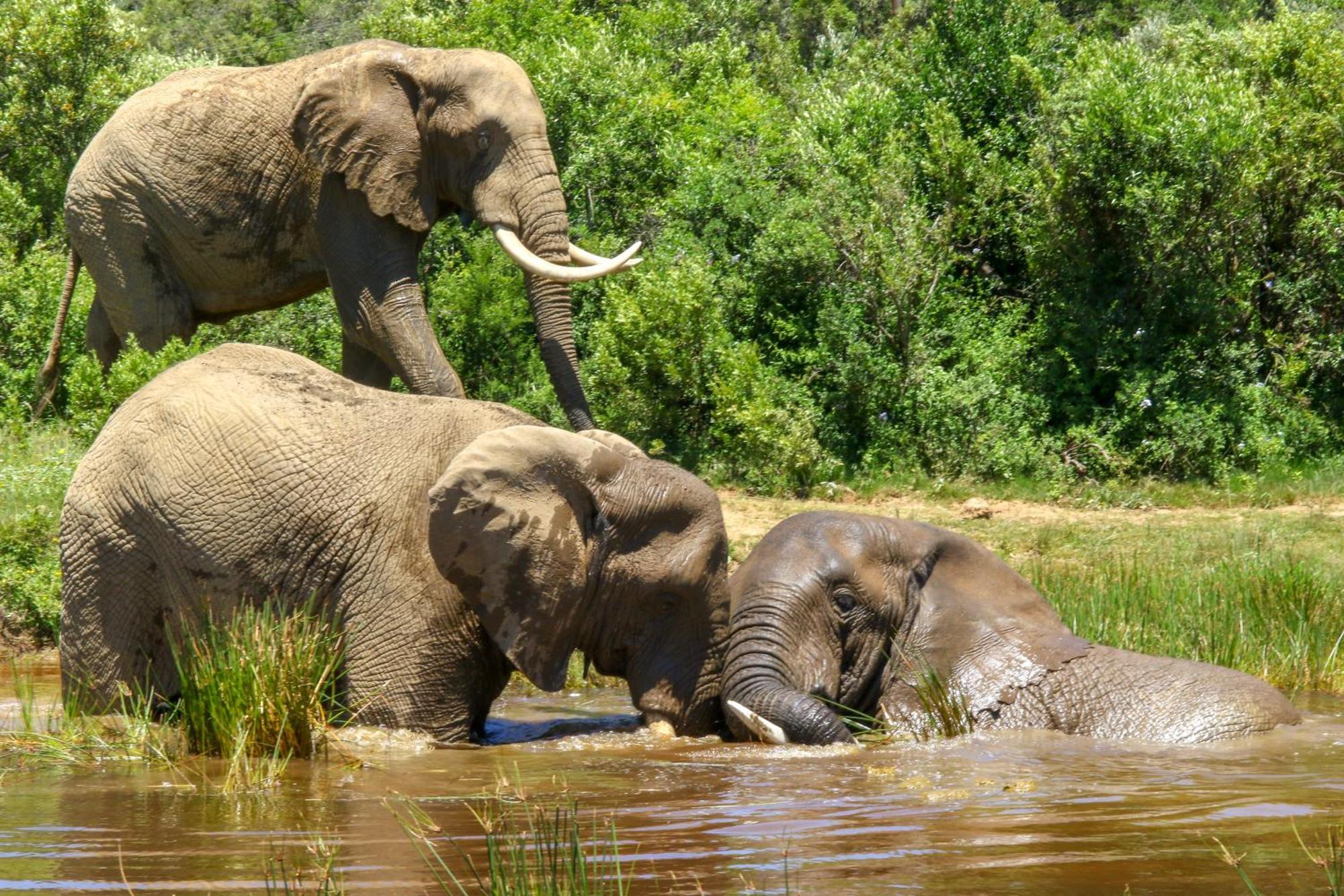 Barefoot Addo Elephant Lodge Экстерьер фото