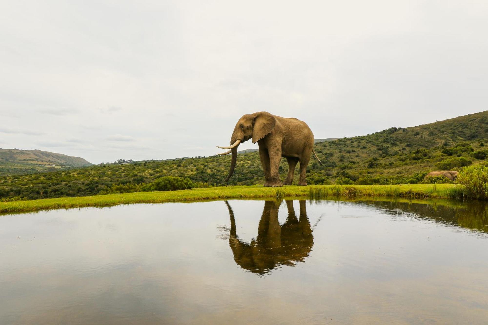 Barefoot Addo Elephant Lodge Экстерьер фото